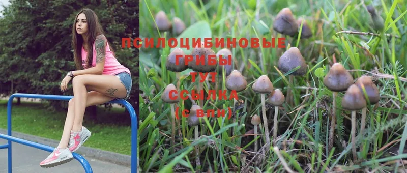 Галлюциногенные грибы Cubensis  Оха 